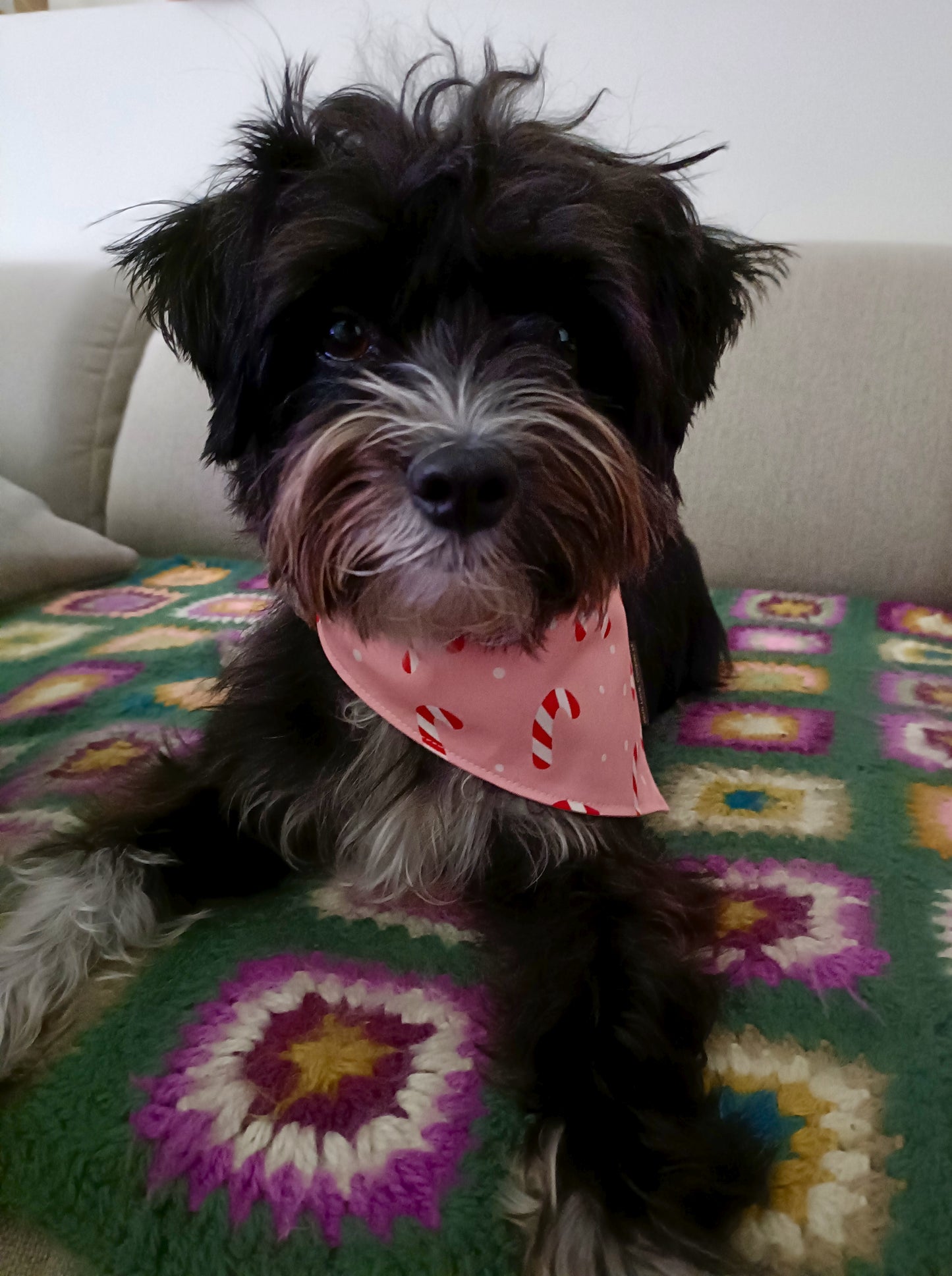 Puppermint Twist Dog Bandana