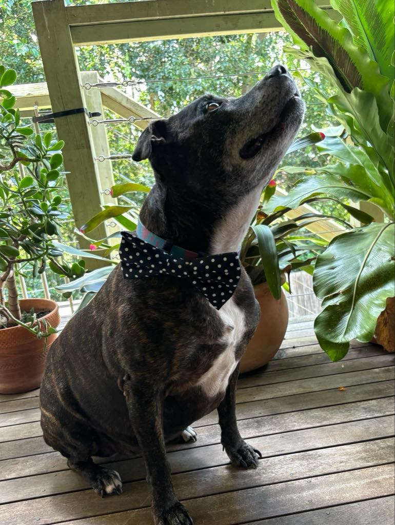Spotty Love Dog Accessories