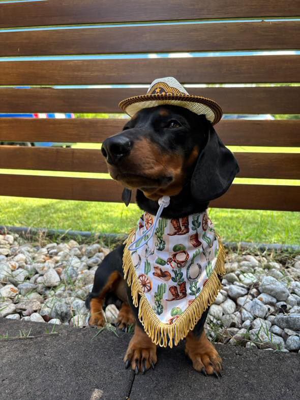 Wild West Bandana Dog Accessories