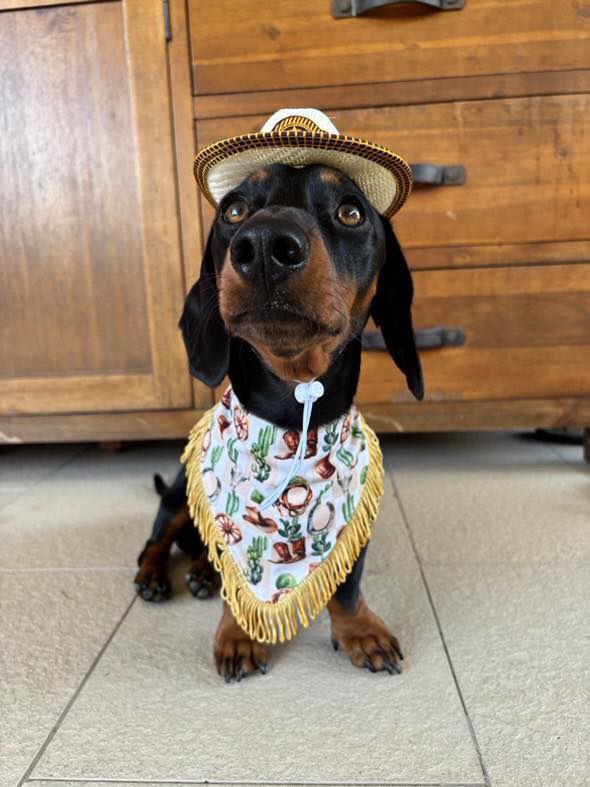 Wild West Bandana Dog Accessories