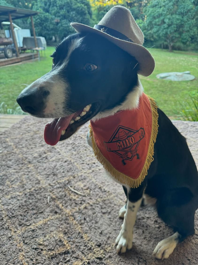 Wild West Bandana Dog Accessories