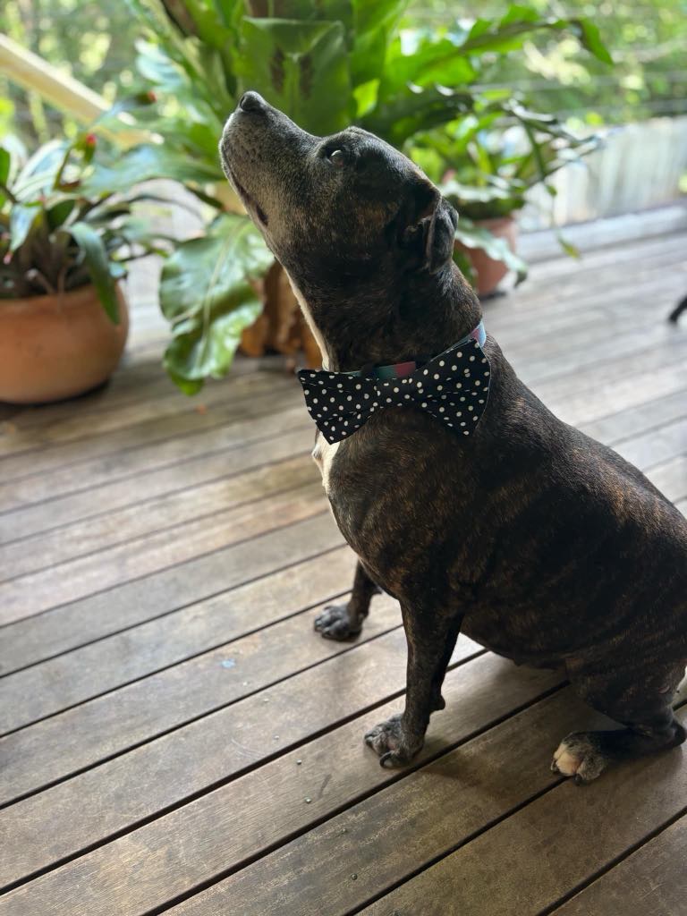 Spotty Love Dog Accessories