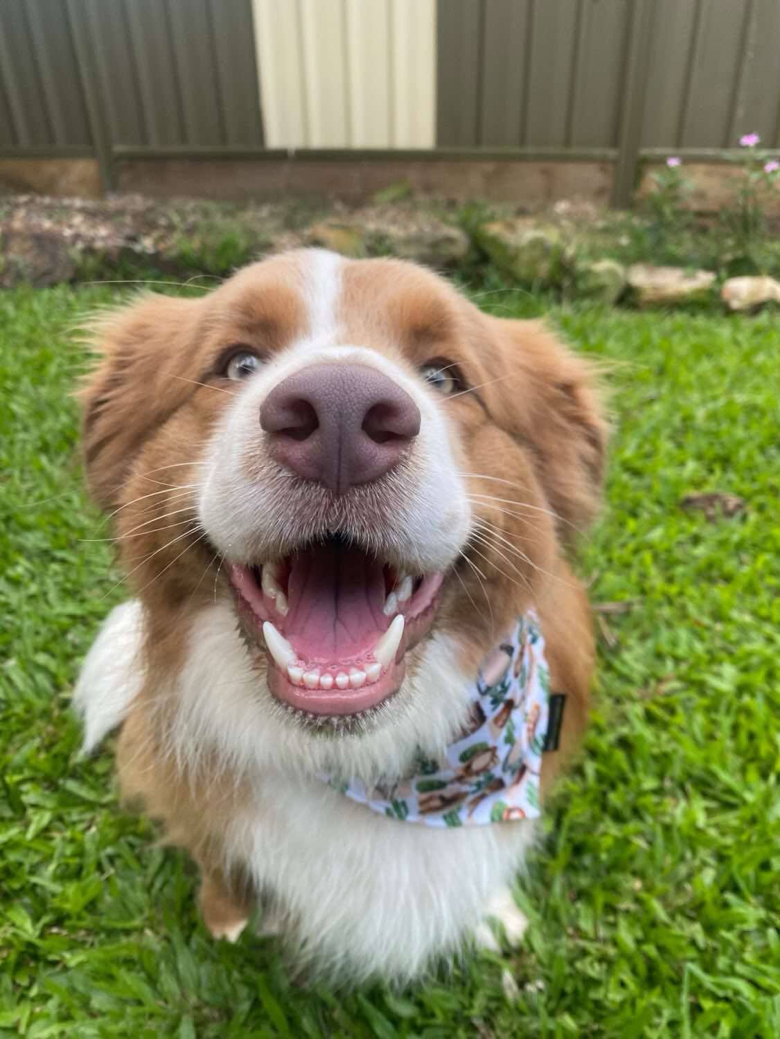 Wild West Bandana Dog Accessories