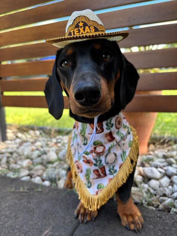 Wild West Bandana Dog Accessories