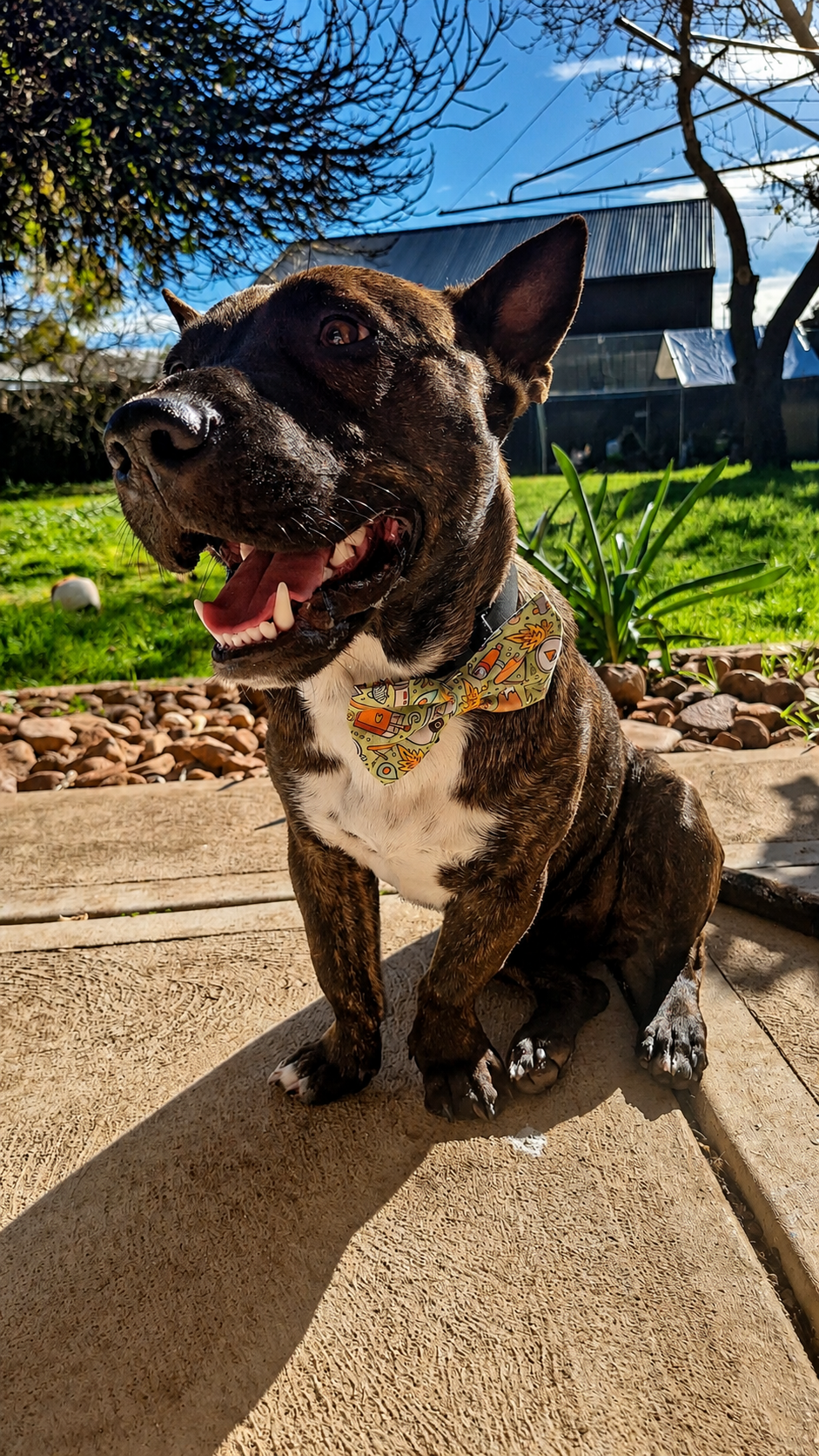 Camping is Life Bow & Bow Tie