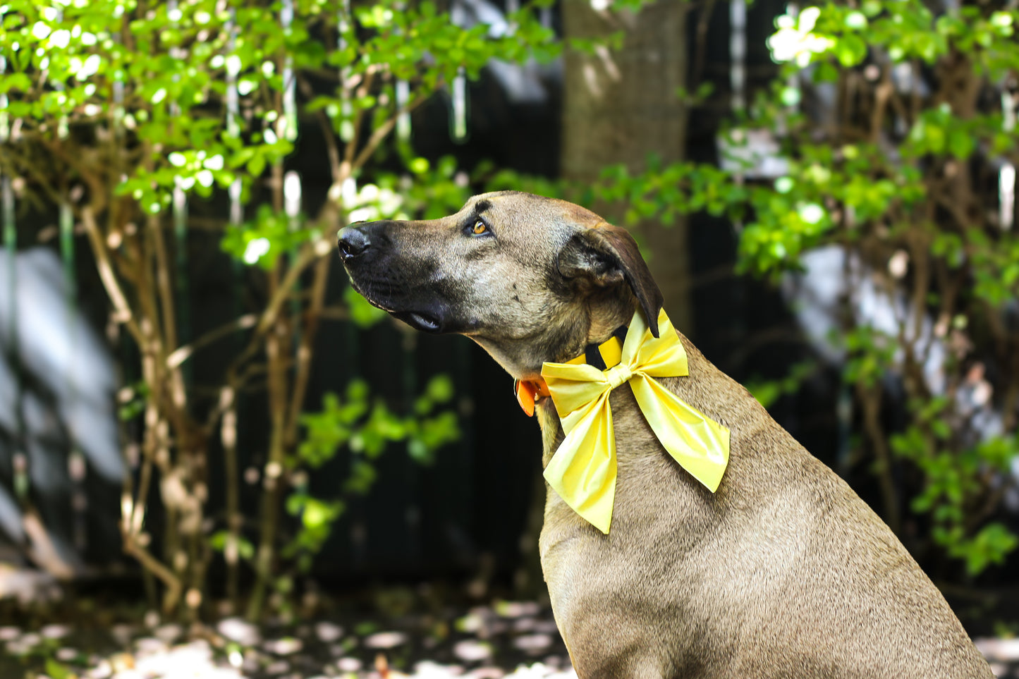 Lemon Satin