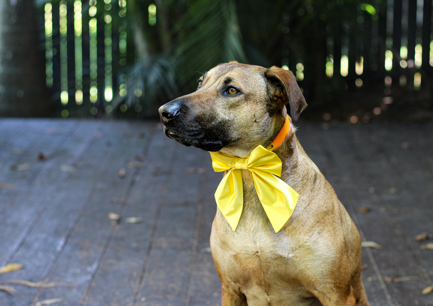 Lemon Satin