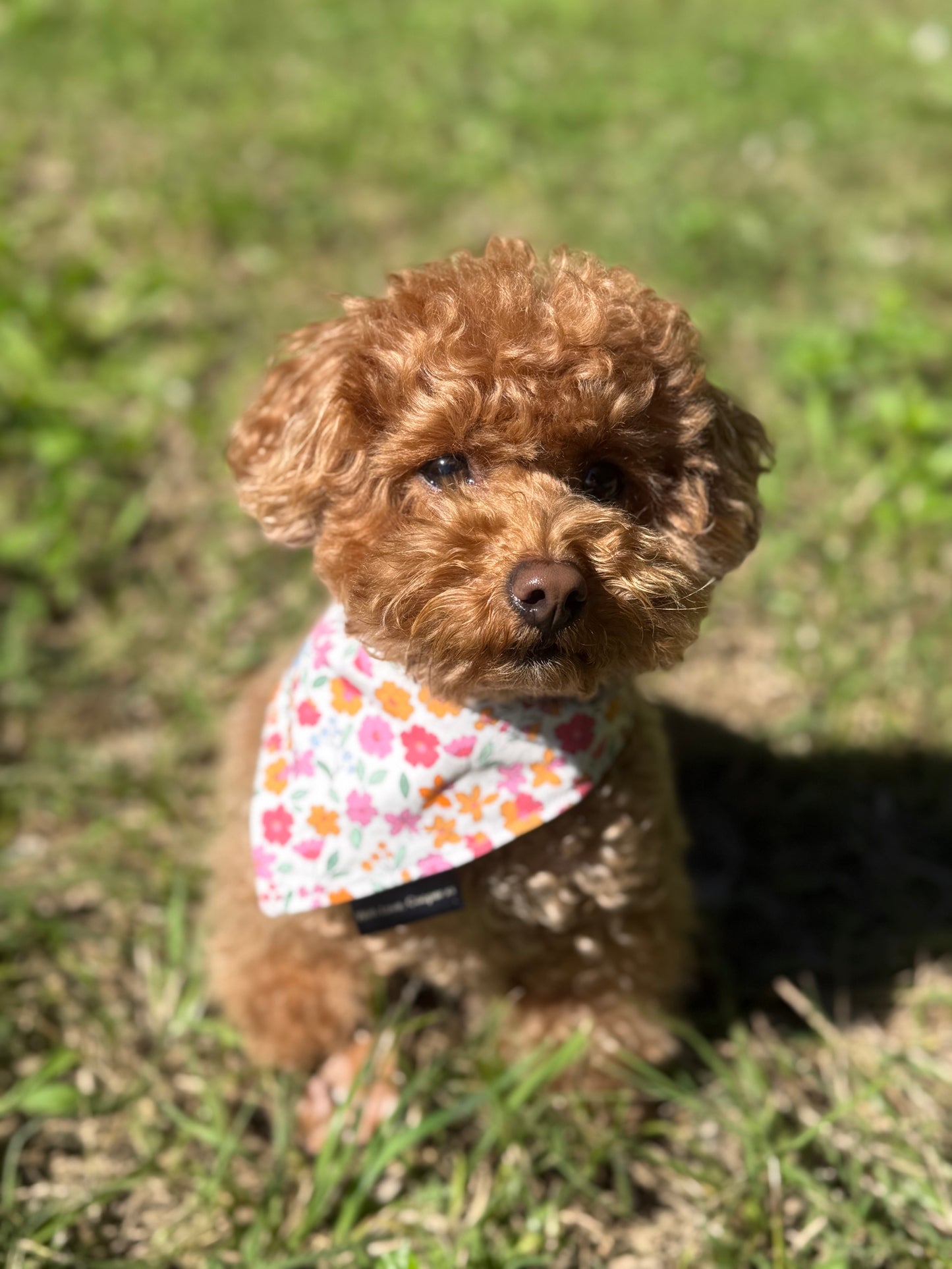 Floral Charlotte