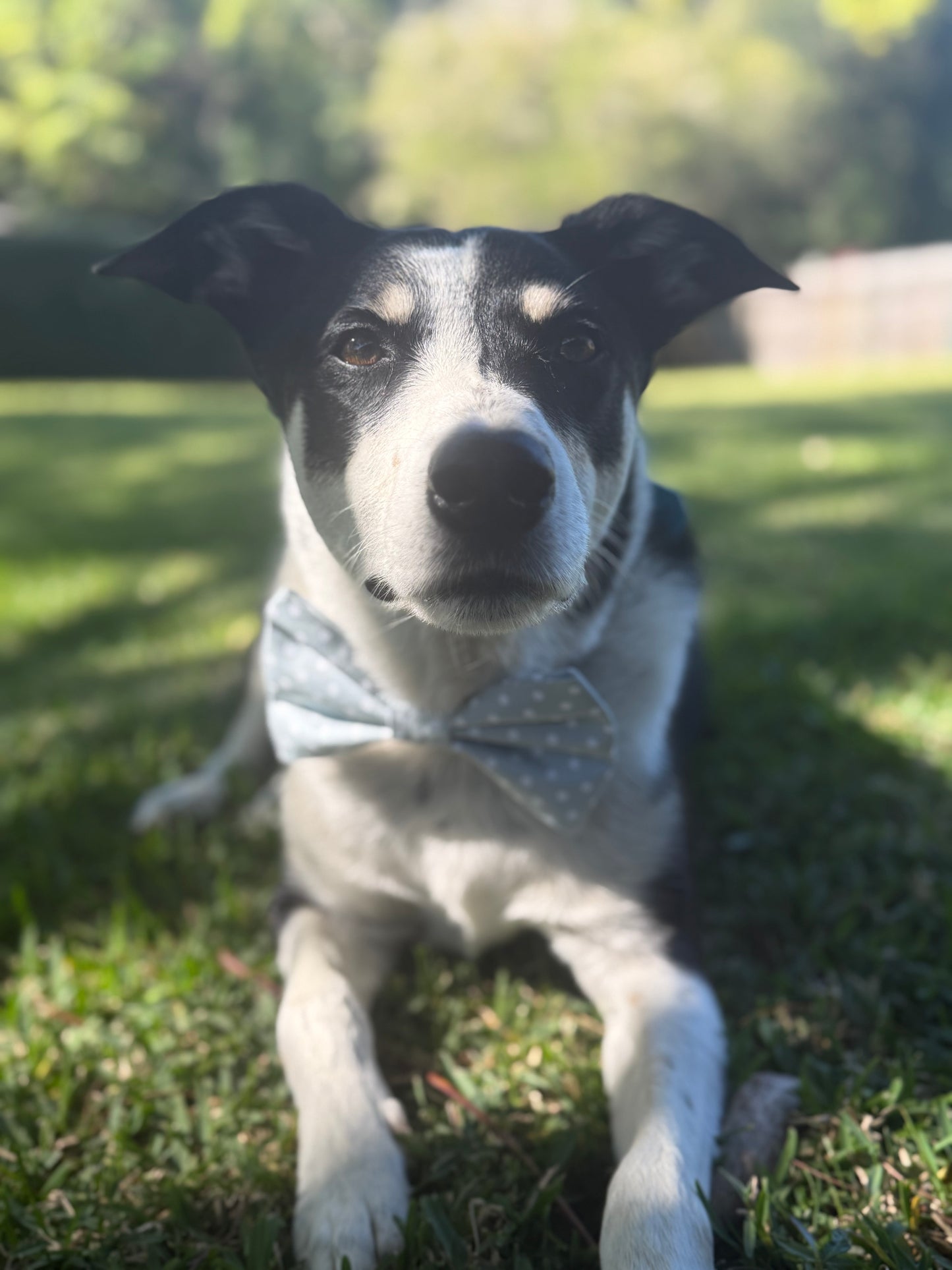 Sage Polka Dots