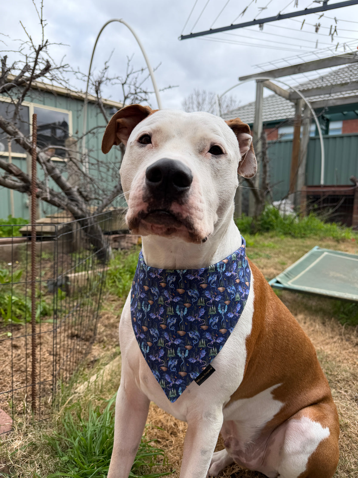 Dragons Dog Bandana