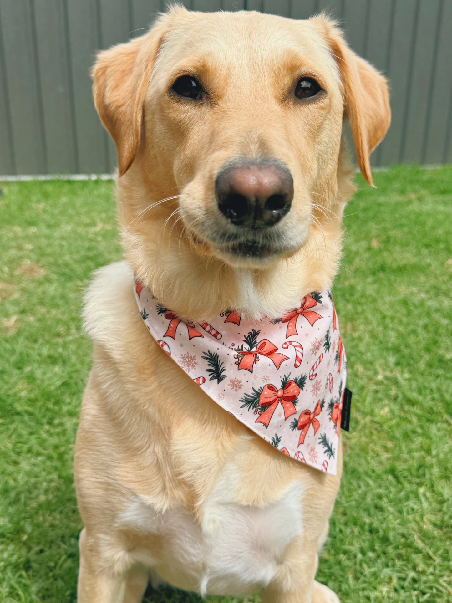 Bow - Ho - Ho Dog Bandana