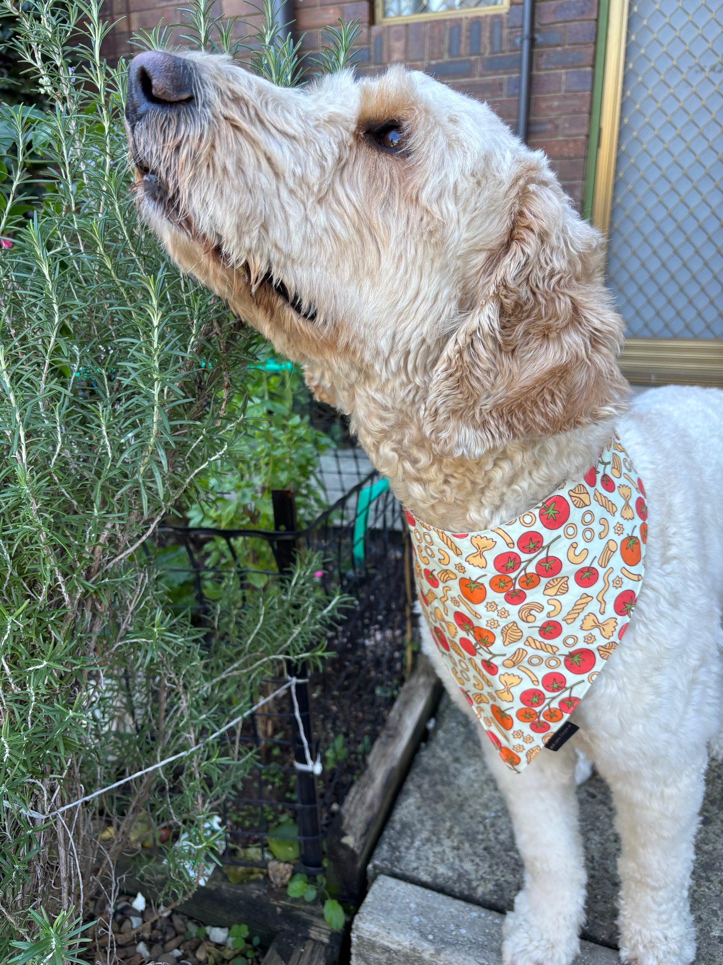 Pasta! Pasta! Dog Bandana