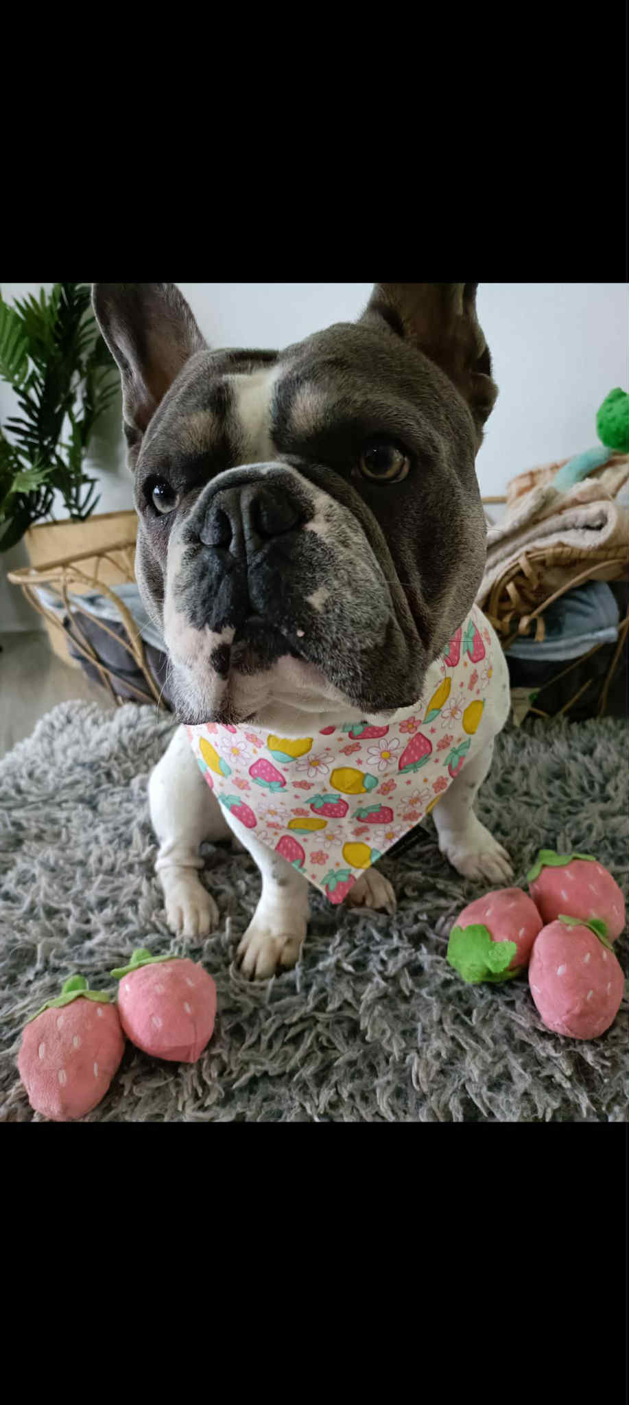 Strawberry Lemon Floral