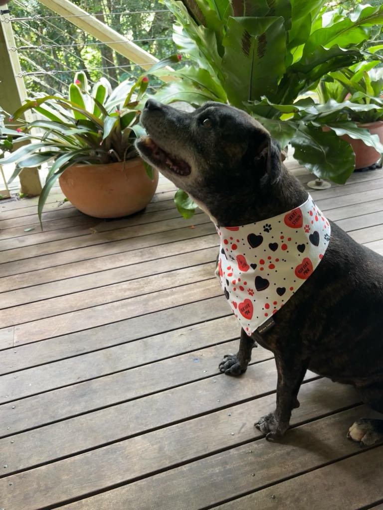 Love Note Dog Accessories
