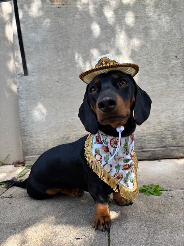 Wild West Bandana Dog Accessories