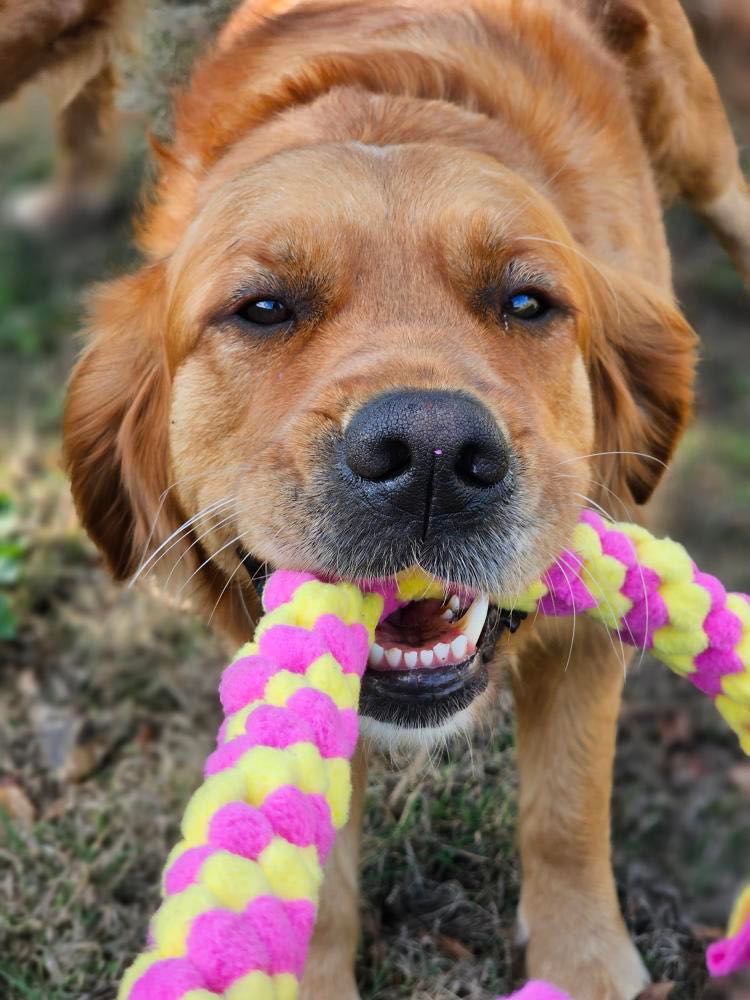 Fleece Dog Tug Toys
