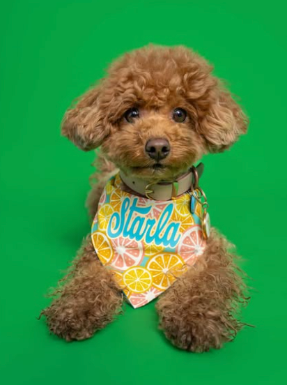 GOLDEN FRIDAY BANDANA SALE