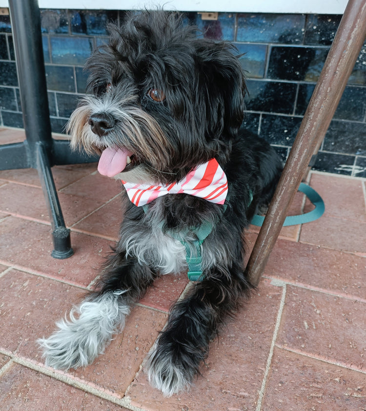 Santa Paws Christmas Collection