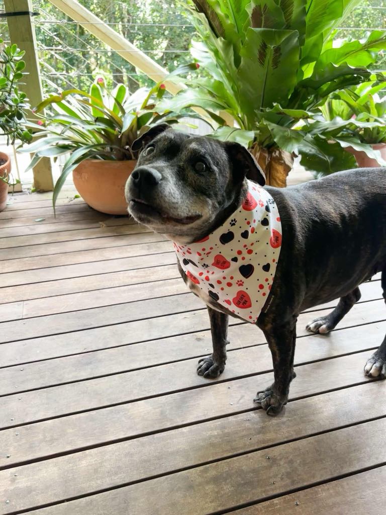 Love Note Dog Accessories