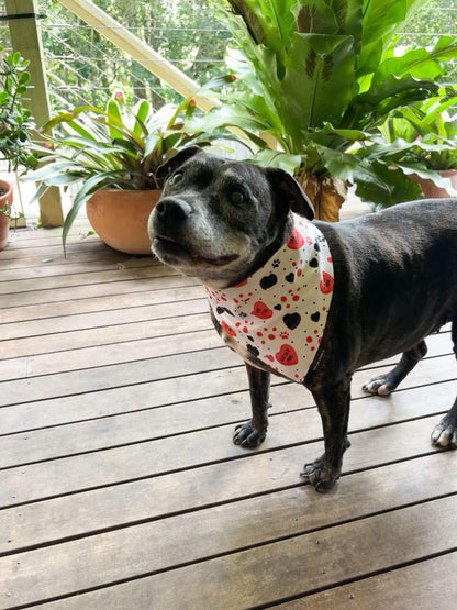 Love Note Dog Accessories