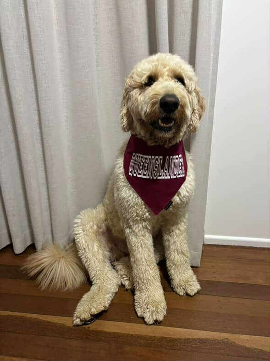 State of Origin Dog Bandanas