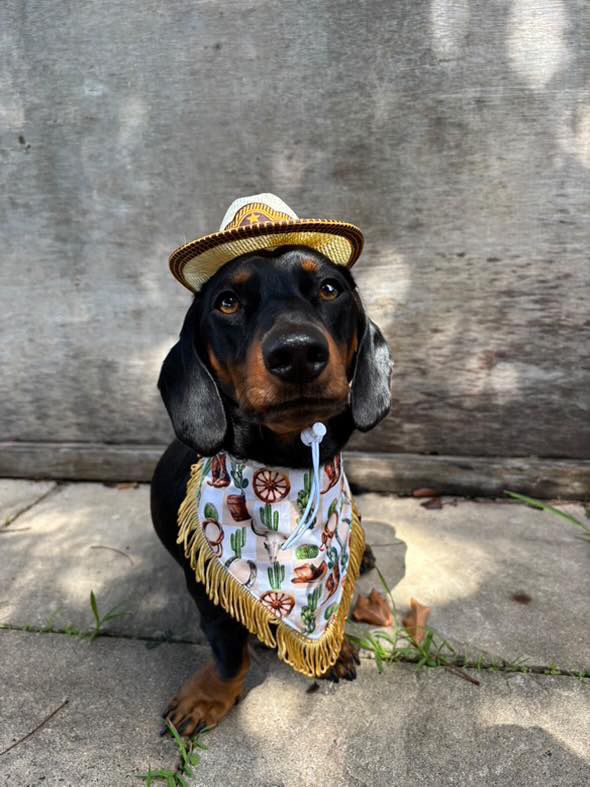 Wild West Bandana Dog Accessories