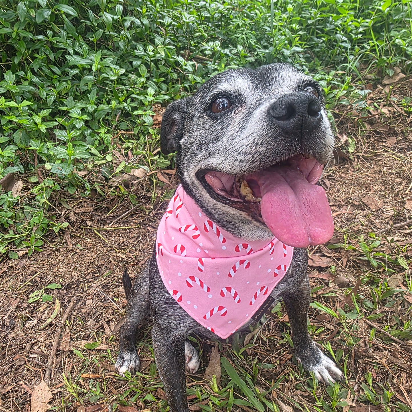 Puppermint Twist Dog Bandana