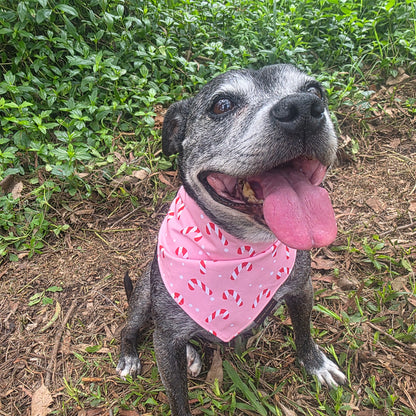 Puppermint Twist Dog Bandana