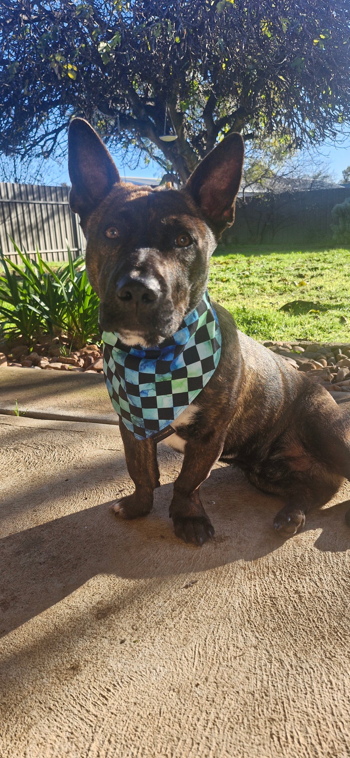 Black & Green Waterchecks Dog Bandana