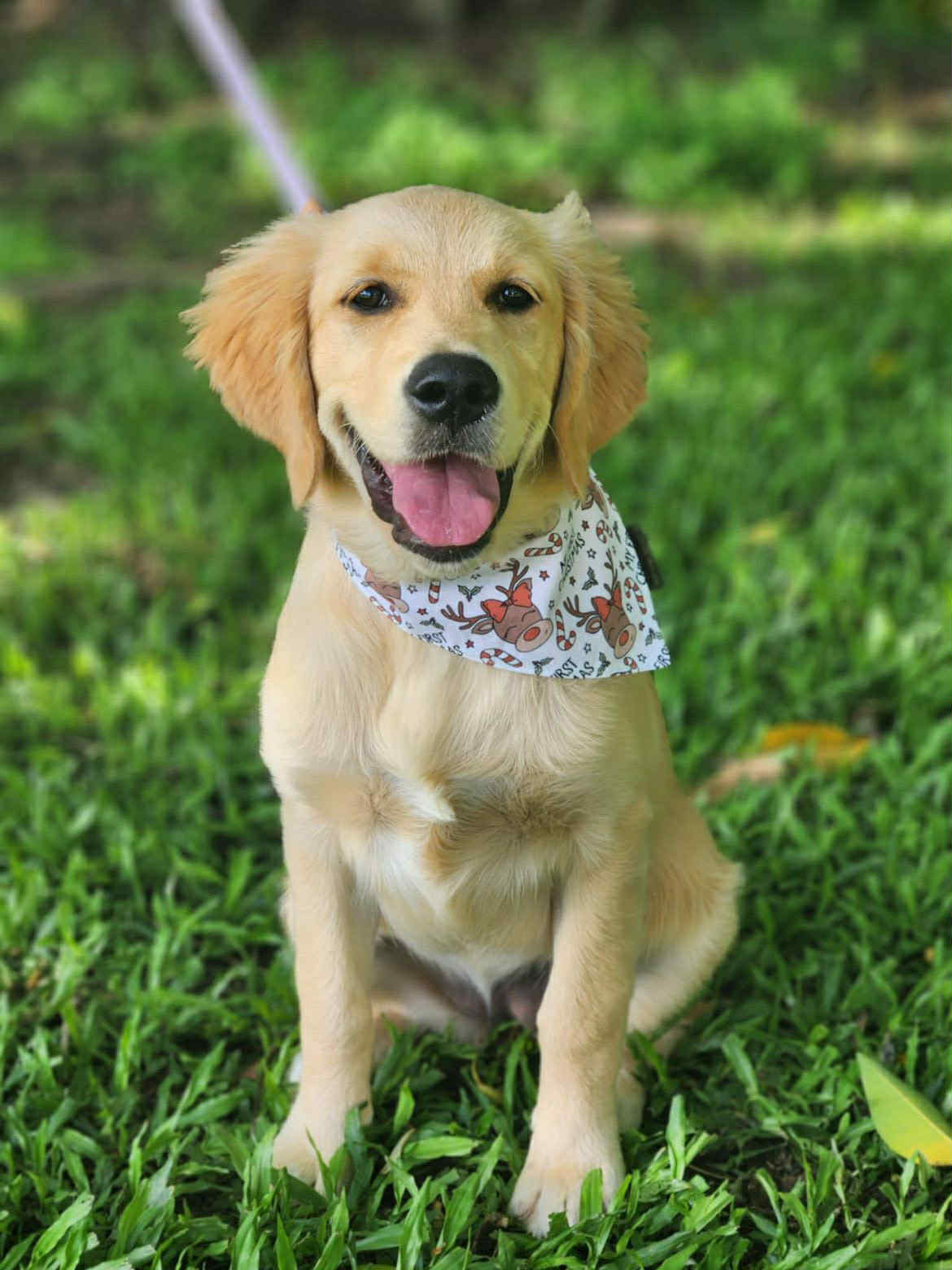 My 1st Christmas Dog Bandana