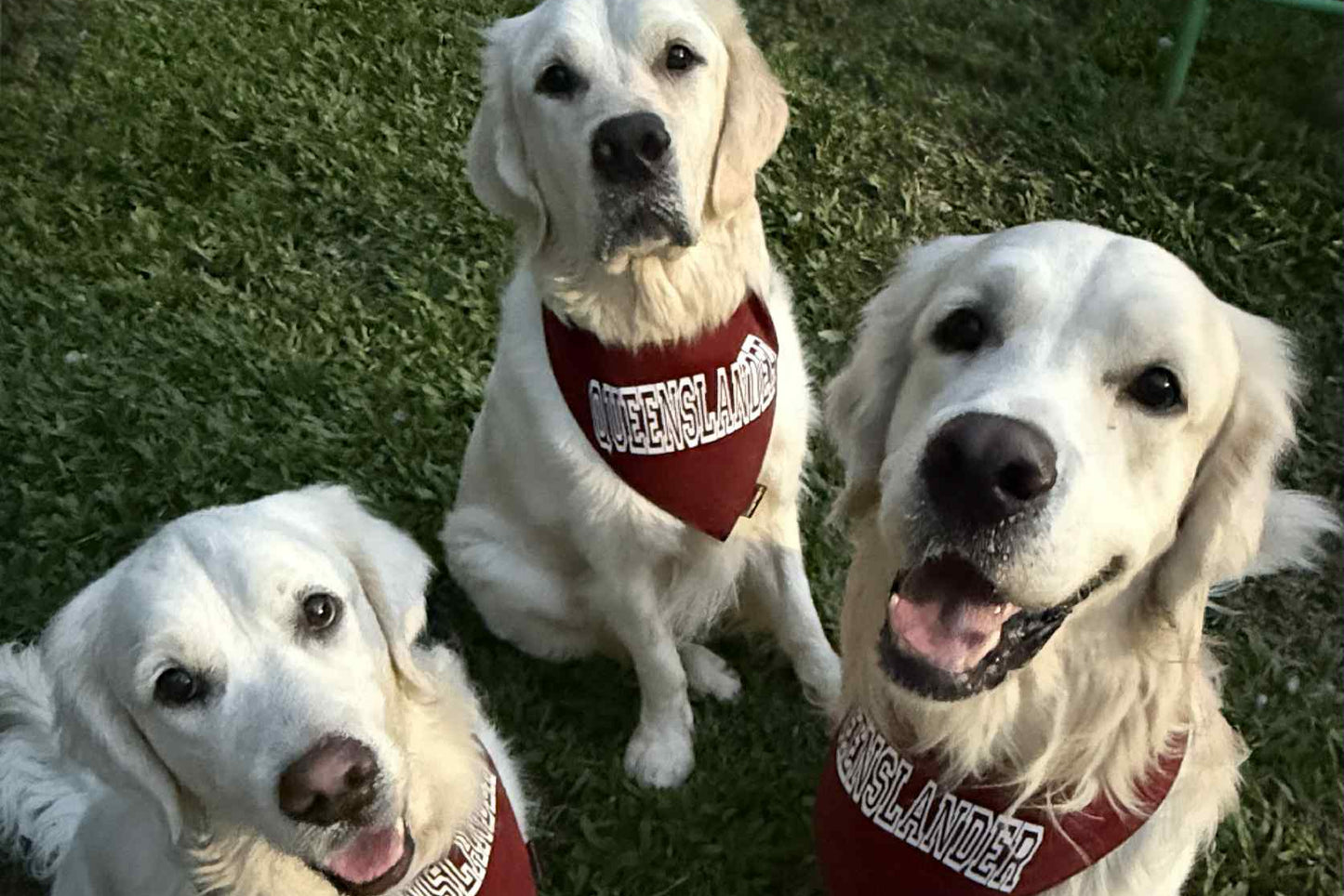 State of Origin Dog Bandanas