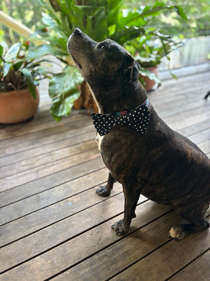 Spotty Love Dog Accessories