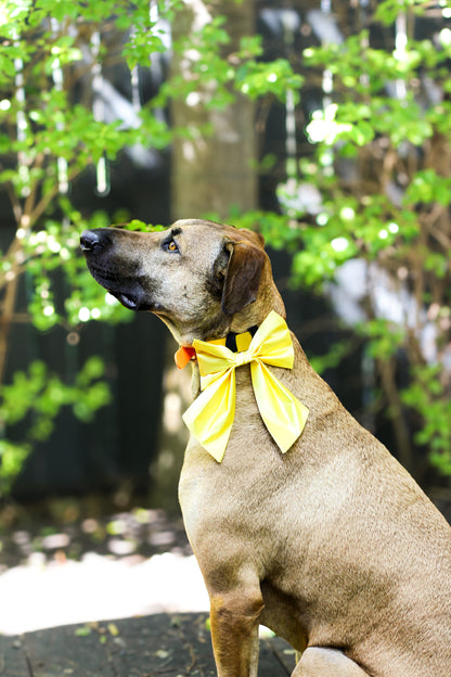 Lemon Satin