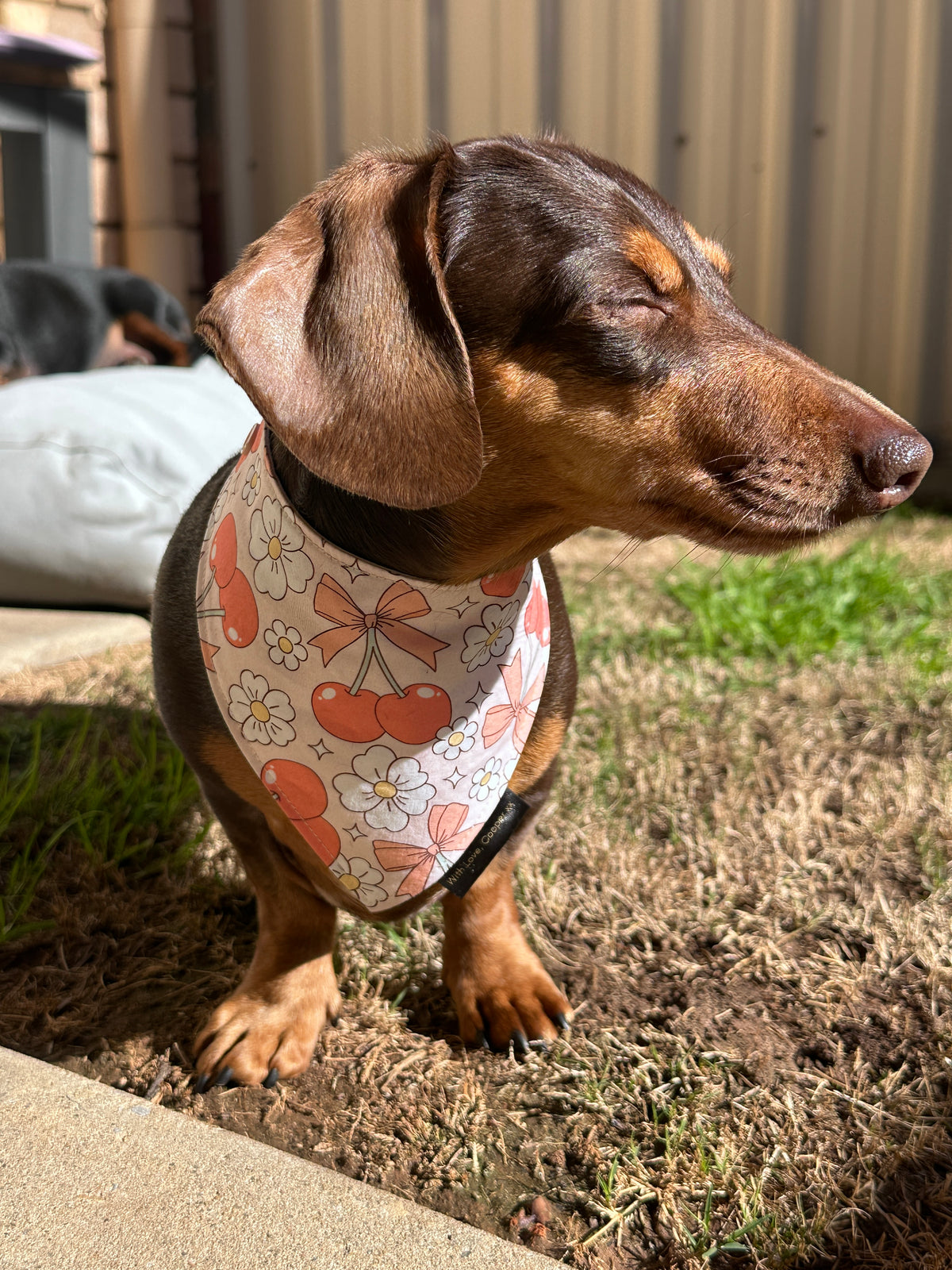 Lush Cherry Dog Bandana