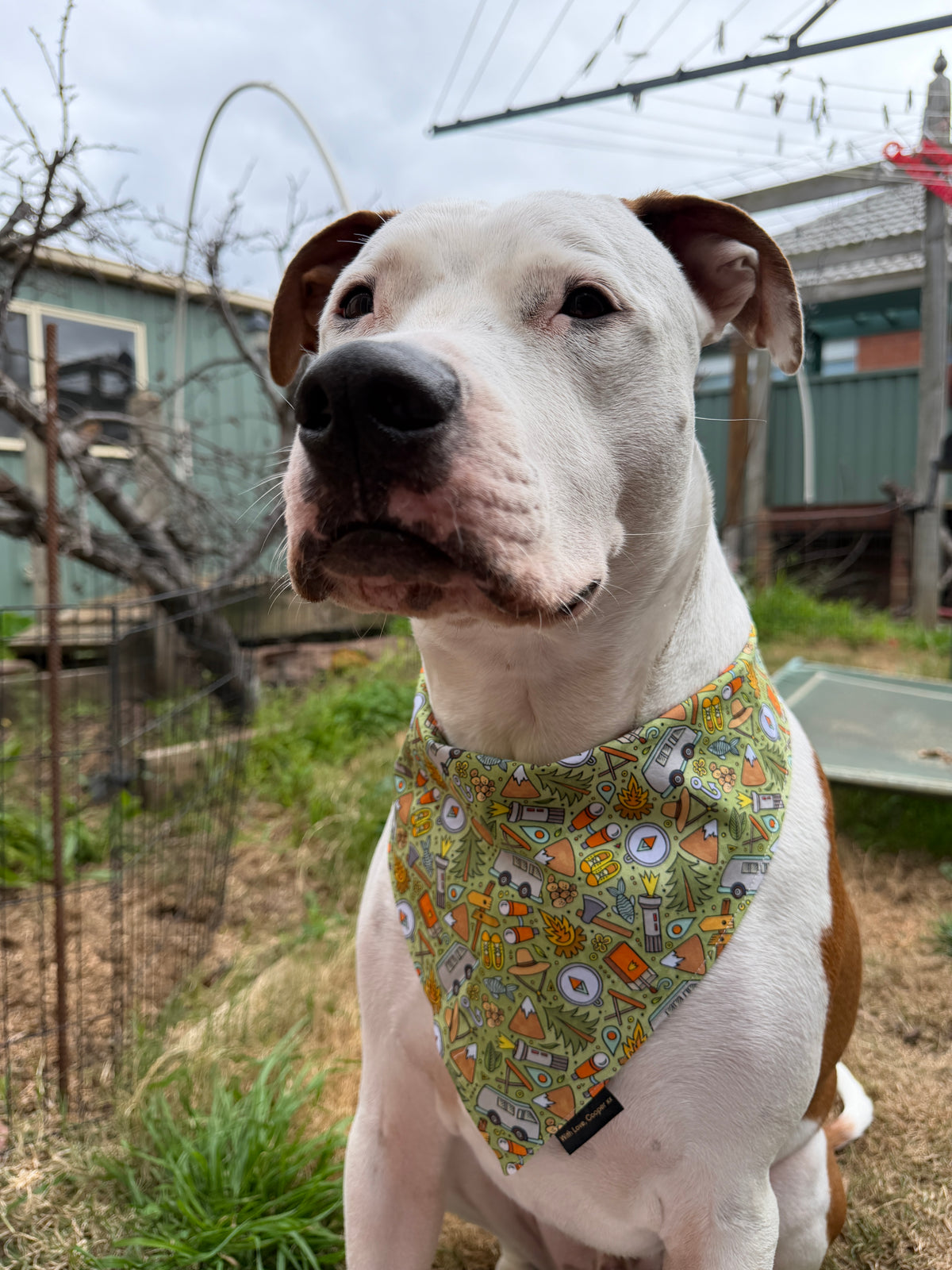 Camping is Life Dog Bandana