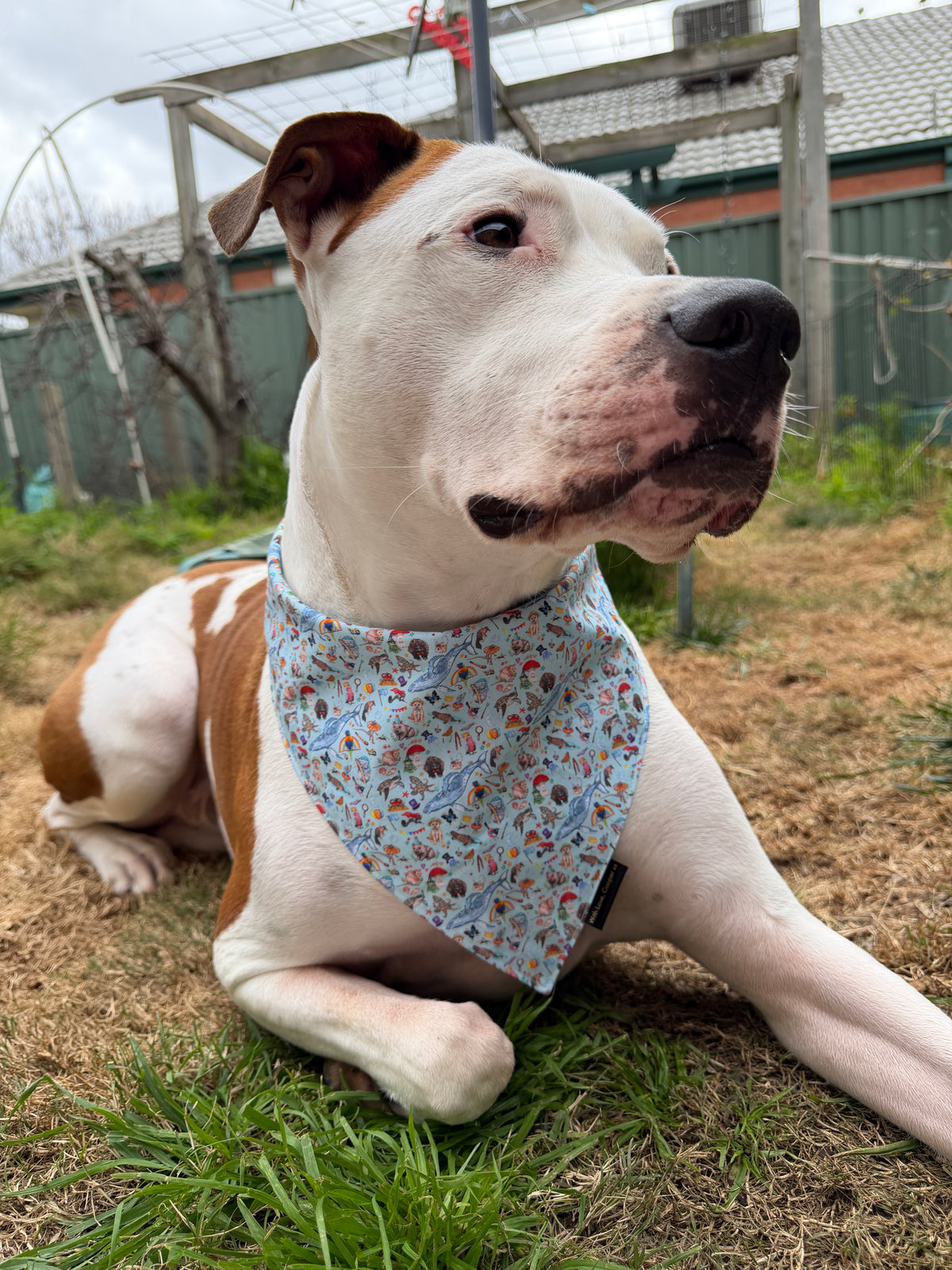 Australian Magic Dog Bandana