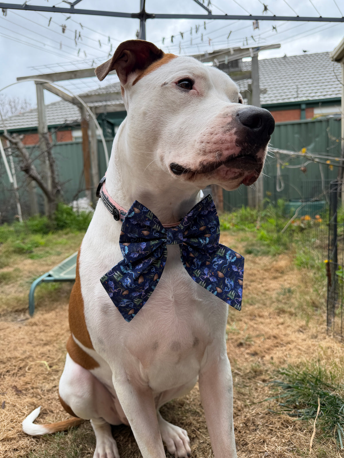 Dragons Bow & Bow Tie