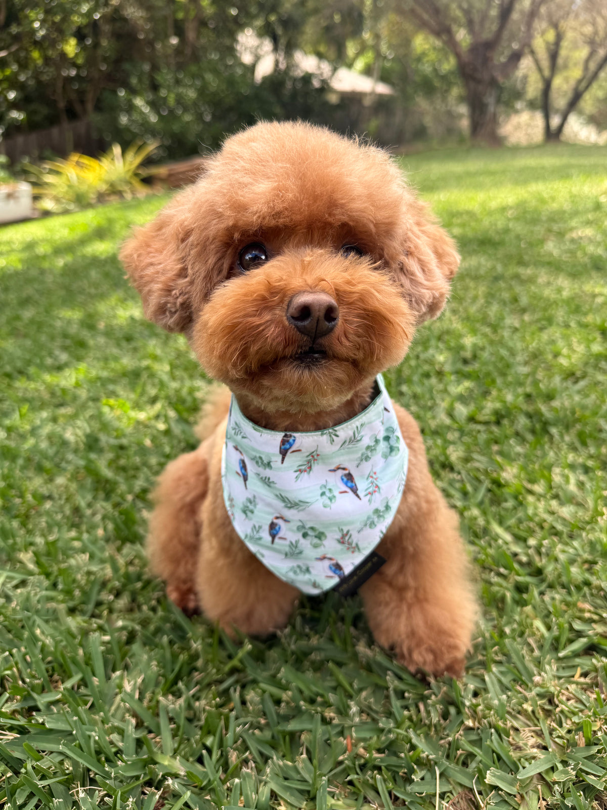 Kookaburra Dog Bandana