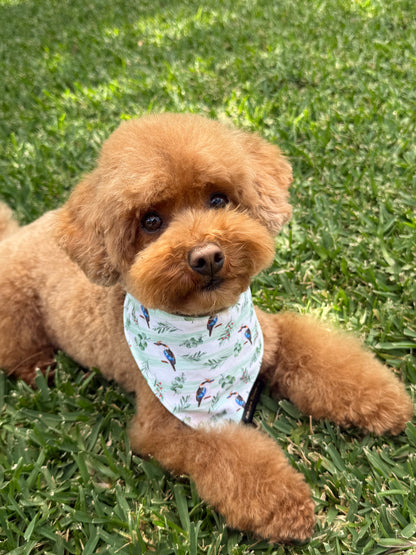 Kookaburra Dog Bandana