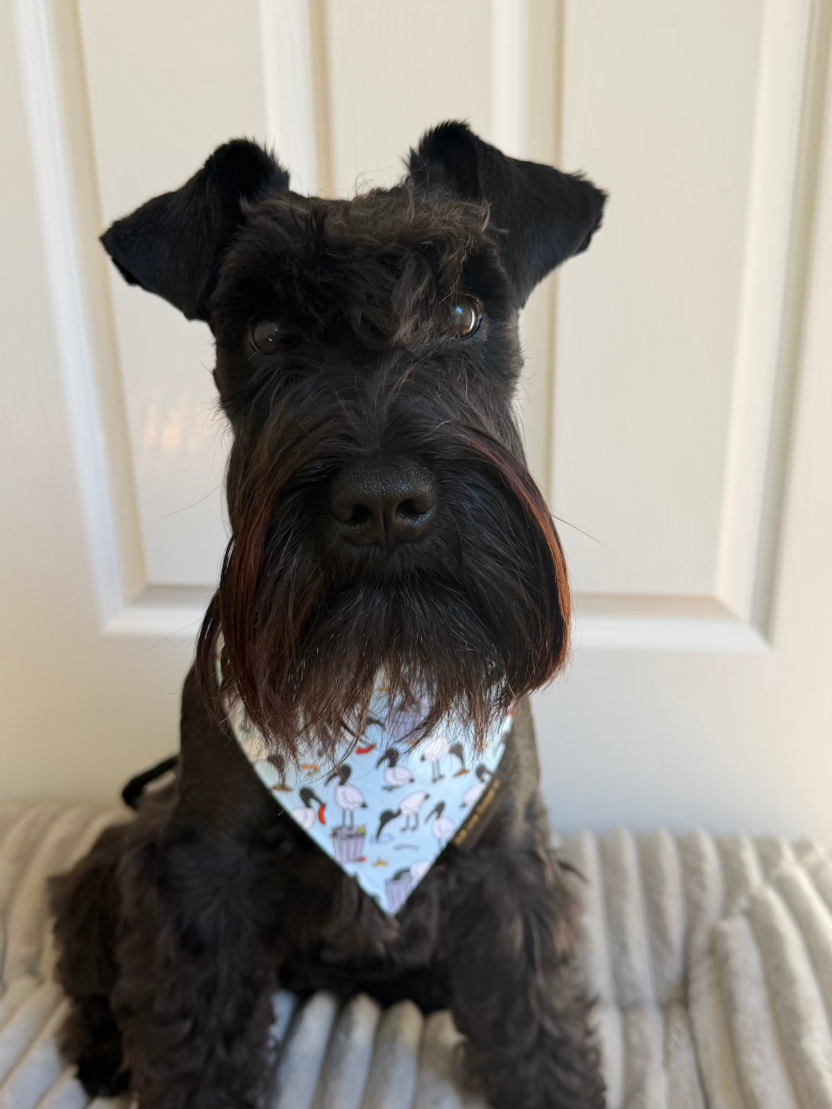 Bin Chicken Dog Bandana