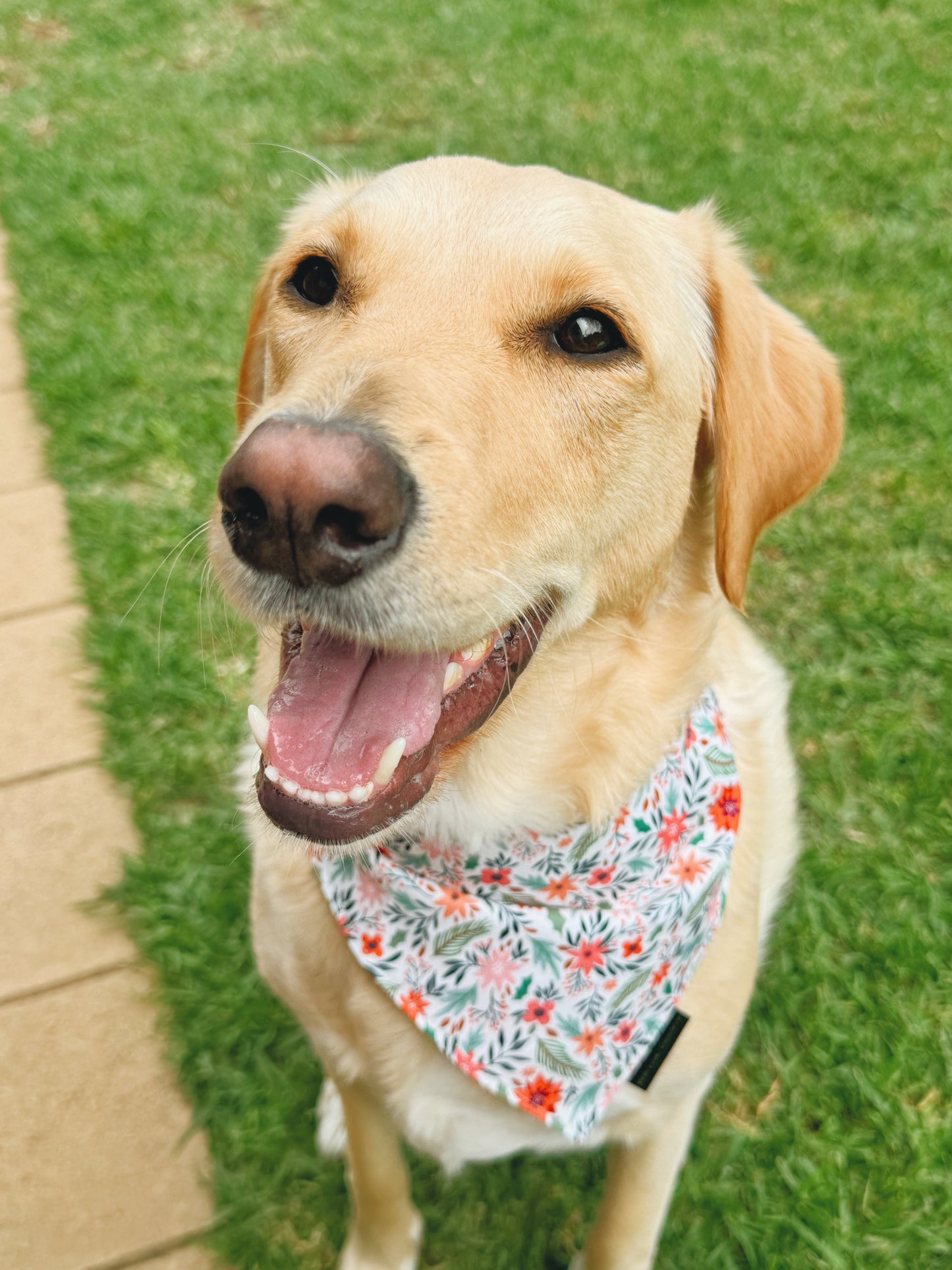 Paws & Petals Dog Bandana
