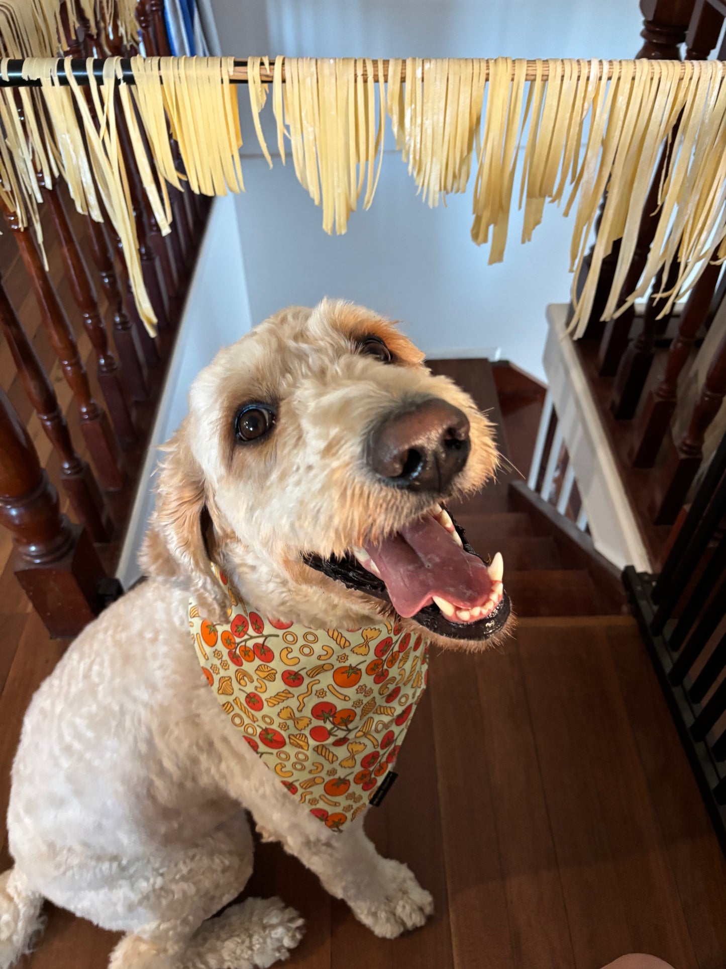 Pasta! Pasta! Dog Bandana